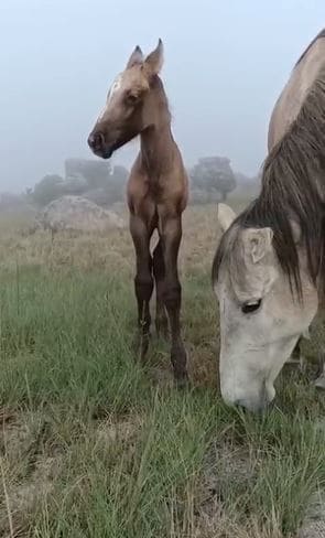 Phoenix, the wild foal born in Kaapsehoop.