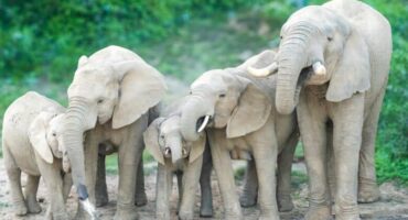 A close-knit group of five elephants, including three adults and two calves, stands together on a muddy path, surrounded by lush greenery.