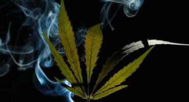 A green cannabis leaf on a black background enveloped in smoke