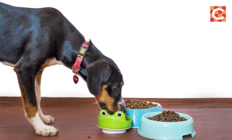Nationwide recall issued for major pet food brands