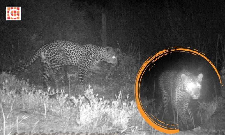 Historic sighting: First leopard photographed in West Coast National Park in 170 years