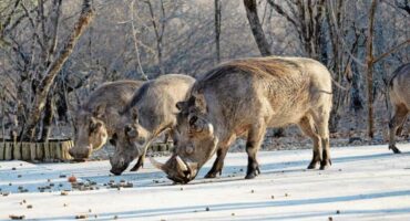 Three warthogs are seen foraging on a sunlit, sandy path in a sparse woodland. The scene conveys a sense of calm, natural curiosity.
