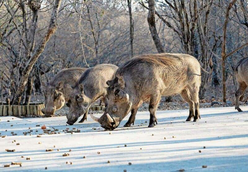 Three warthogs are seen foraging on a sunlit, sandy path in a sparse woodland. The scene conveys a sense of calm, natural curiosity.