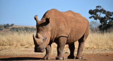 A solitary rhinoceros stands on dry, reddish earth, with tall yellow grass and trees in the background. The sky is clear blue, conveying a calm atmosphere.
