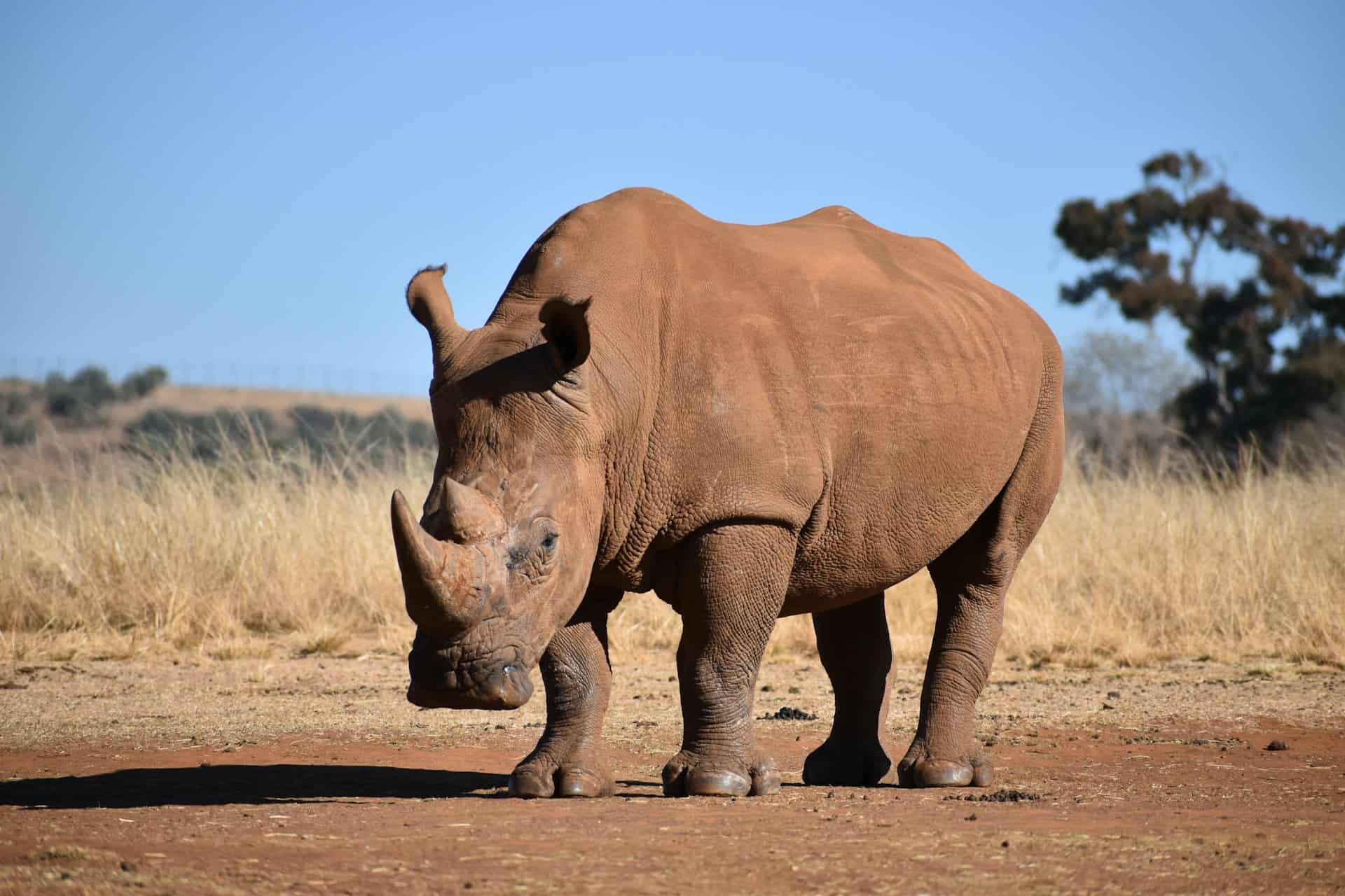 A solitary rhinoceros stands on dry, reddish earth, with tall yellow grass and trees in the background. The sky is clear blue, conveying a calm atmosphere.