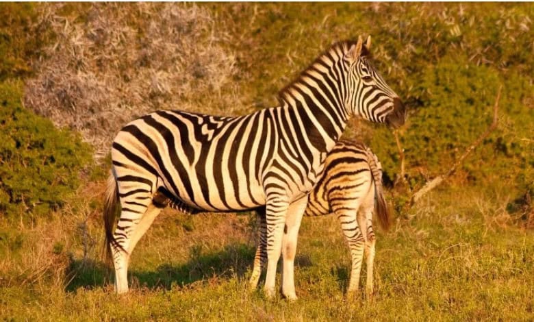 5 family-friendly nature lodges in South Africa you probably never heard of