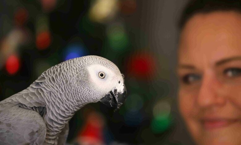 Watch: Mbombela’s African grey Zazu returns home for Christmas after long custody battle