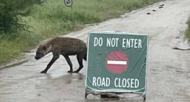 Hyena walking on a wet tar road behind a 'road closed' sign in the Kruger National Park.