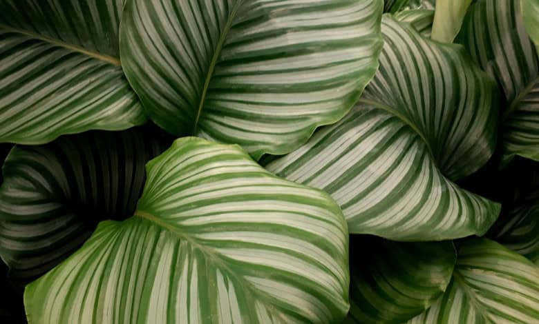 Take home décor to another level