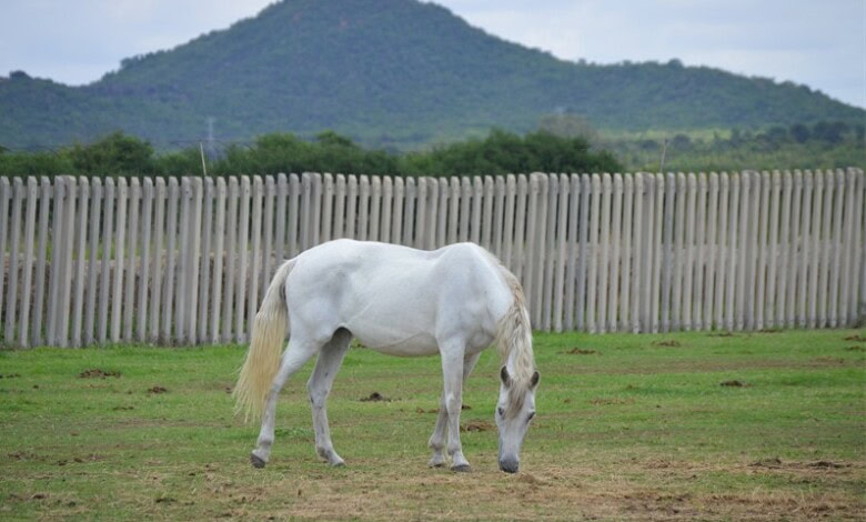 Onderstepoort reports major clinical and research milestones