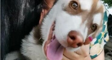 A picture of Wolfie
