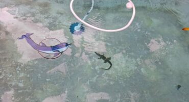 Crocodile swimming on the bottom of a residential swimming pool