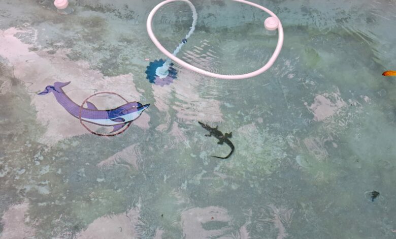 Crocodile swimming on the bottom of a residential swimming pool