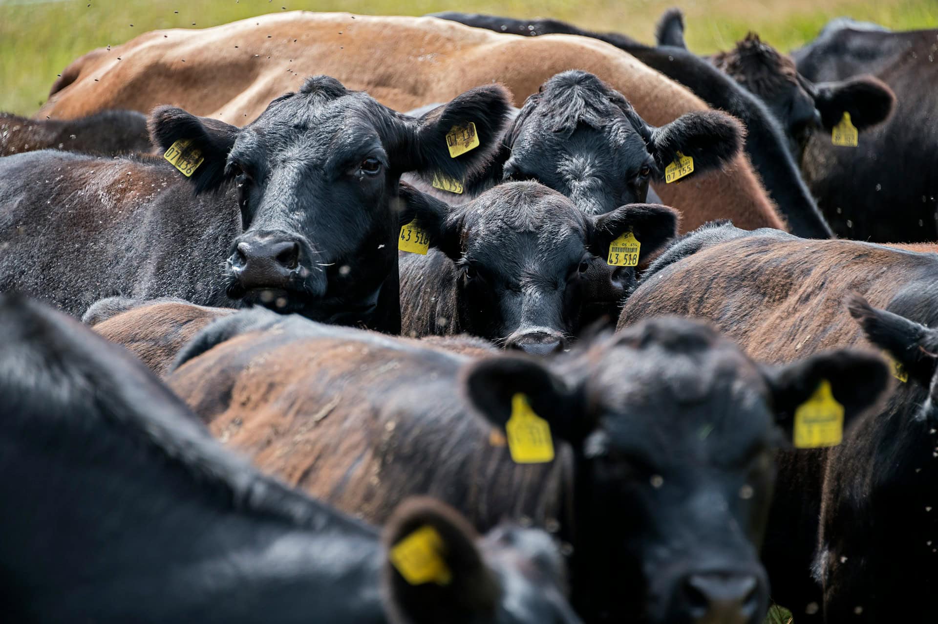 Pressure mounts to declare foot-and-mouth disease a national state of disaster