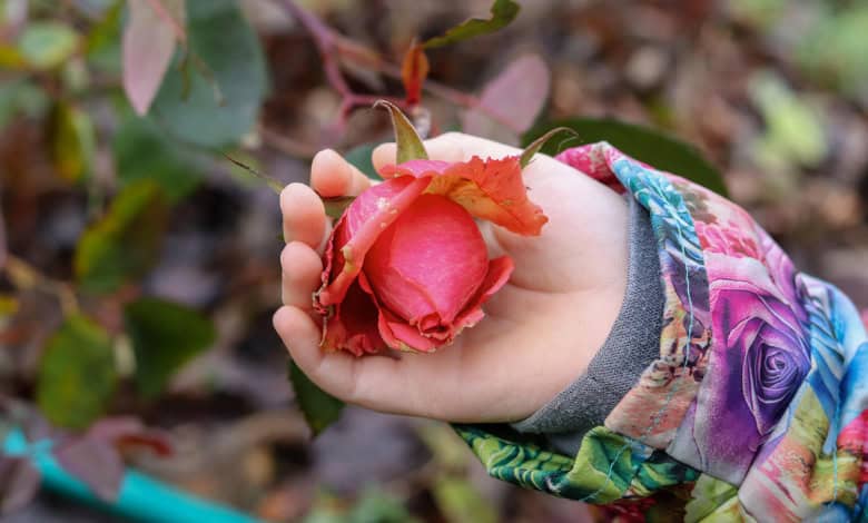 Roses with children at heart