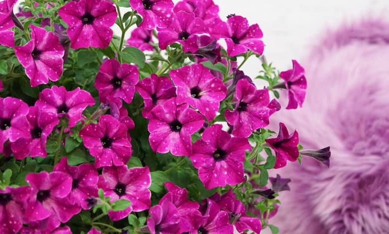 Lifestyle petunias