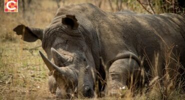 featured image of a rhino