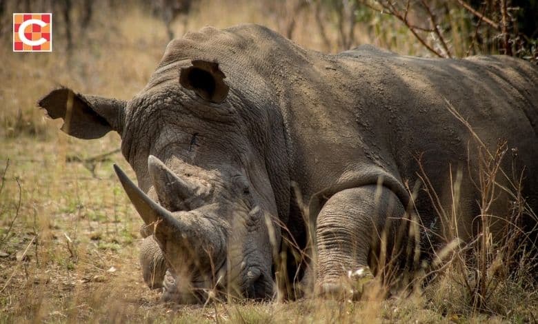 featured image of a rhino