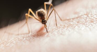 Close-up of a mosquito on skin