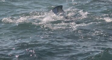 Two rays visible in ocean water