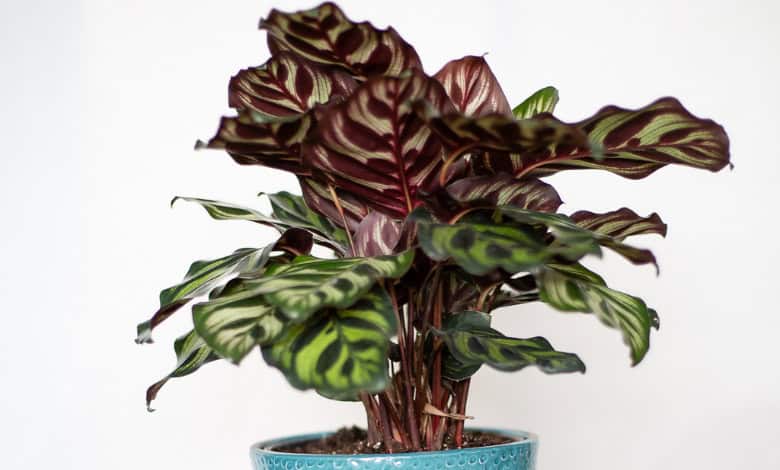 Nature’s works of art