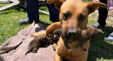 Dog carrying a puppy in her mouth.