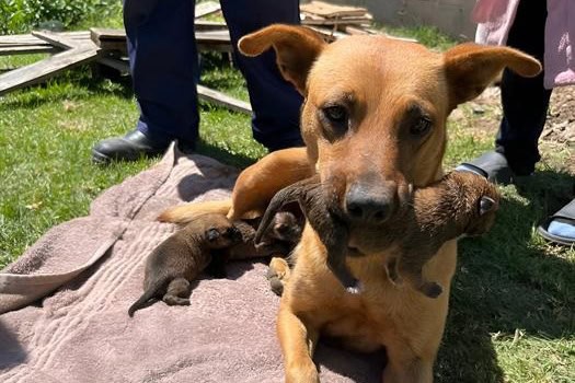 Dog carrying a puppy in her mouth.