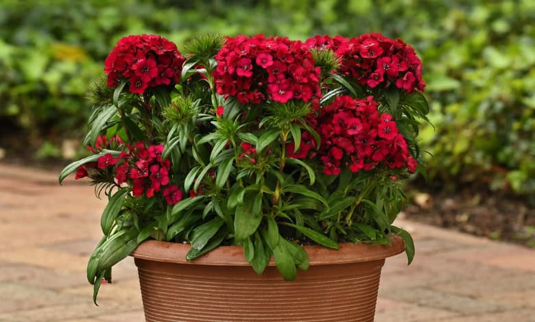 April gardening: Rooted and ready