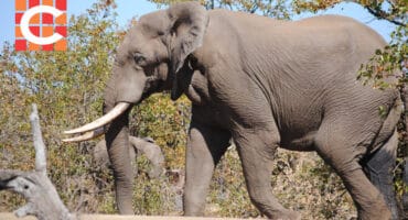 An elephant with large tusks walking, with another grazing behind