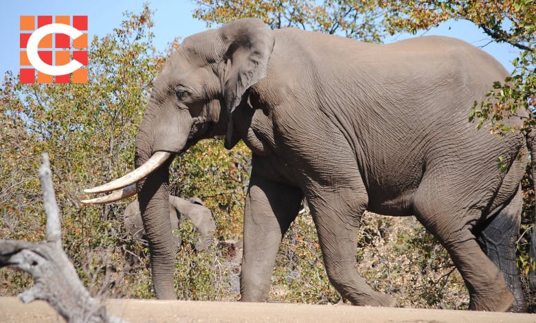 An elephant with large tusks walking, with another grazing behind