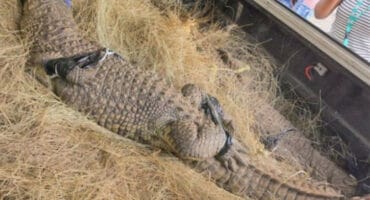 A large crocodile with taped jaws and limbs lies on a bed of hay in a truck.