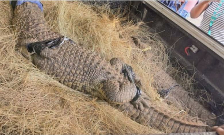 A large crocodile with taped jaws and limbs lies on a bed of hay in a truck.