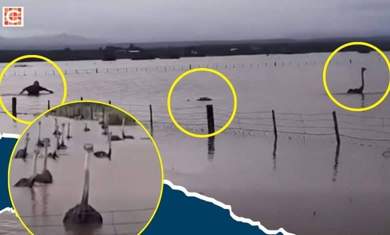 Wes-Kaapse storms: Volstruise verdrink, boer sê ‘ons is dankbaar vir die reën'
