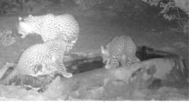 Leopard and hyena captured on night vision camera in the wild.