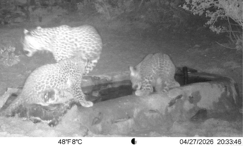 Leopard and hyena captured on night vision camera in the wild.