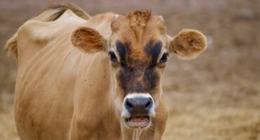 Close-up of a Jersey cow chewing.