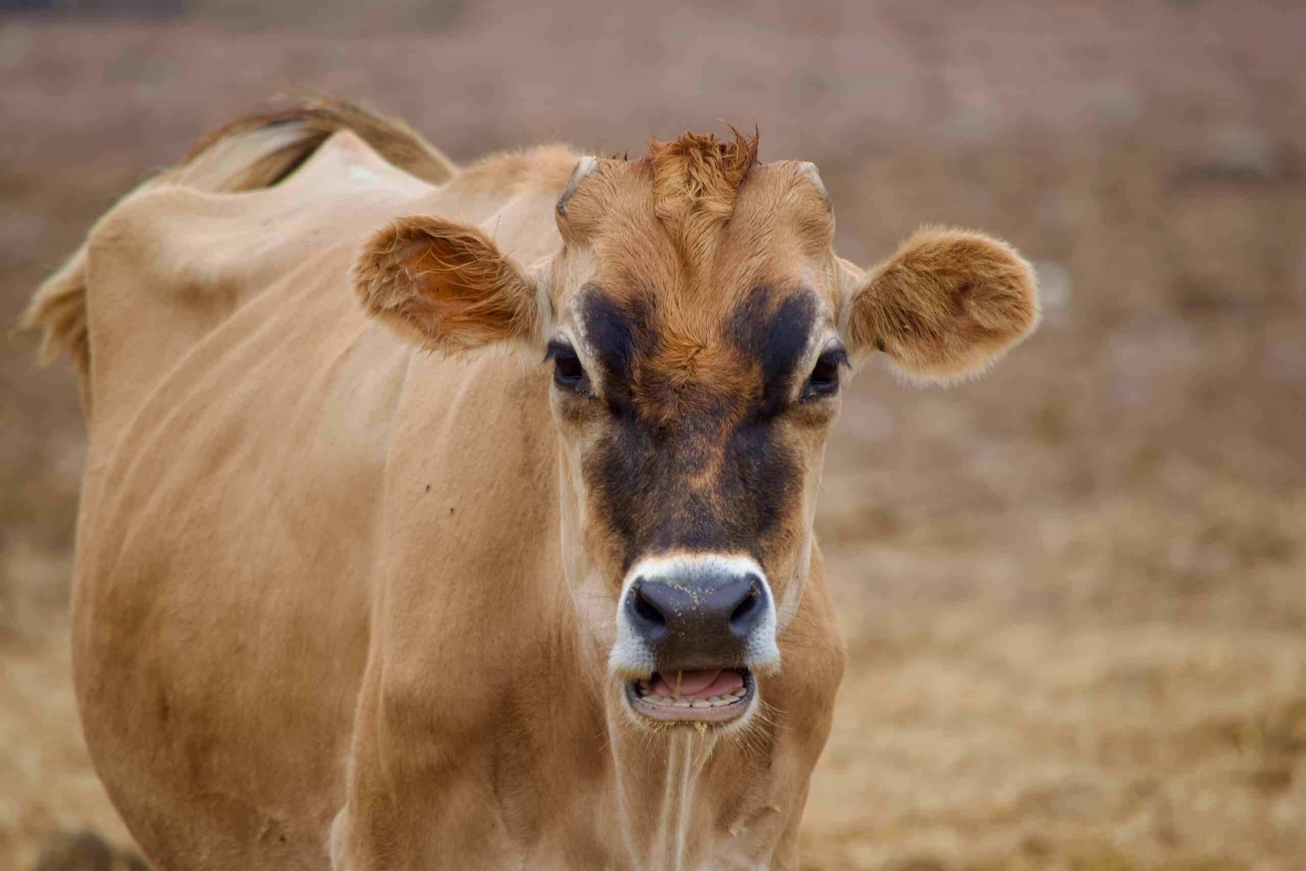 Close-up of a Jersey cow chewing.