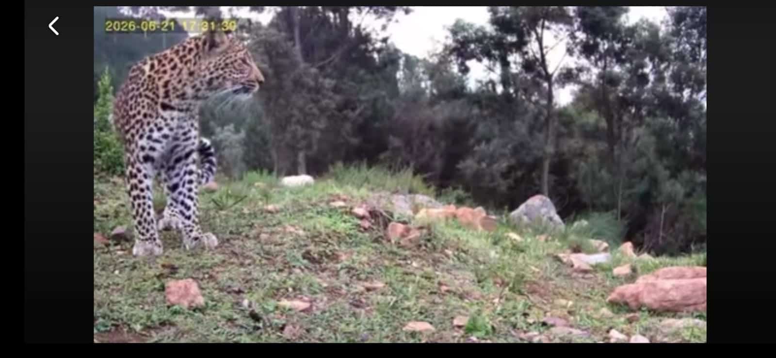 Watch: Leopard enjoys rare daytime stroll near Wellington