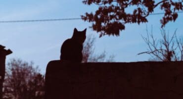 Silhouette of a cat sitting on a wall with blue sky and branches visible in the background