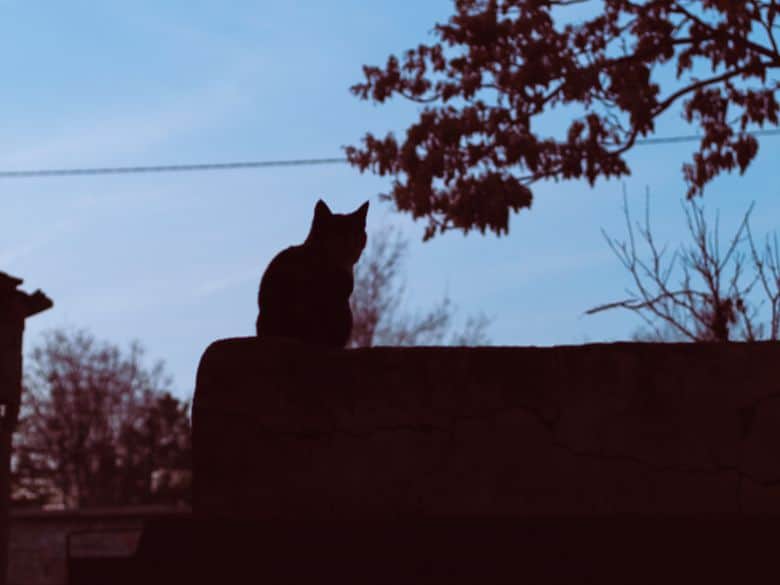Silhouette of a cat sitting on a wall with blue sky and branches visible in the background