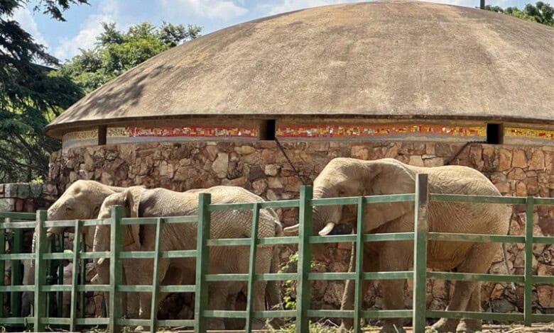 Lammie, Mopane en Ramadiba bly in aanhouding by die Johannesburg Dieretuin. Foto: Verskaf