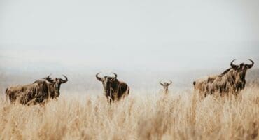 Blue wildebeest visible among dry grass