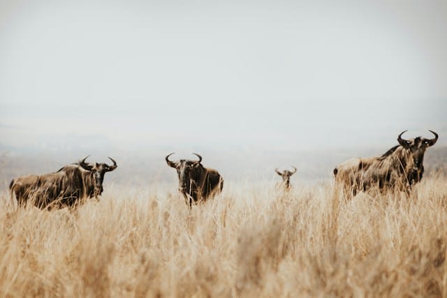 Blue wildebeest visible among dry grass