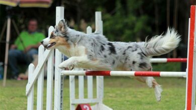 41BENOTICEDOGSS_54695