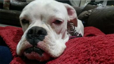 49becommdinnersl_50738