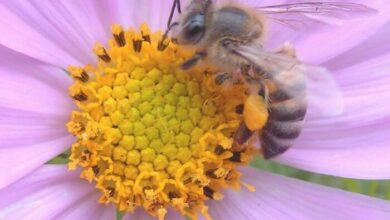 30BEEVENTBEESL_66129