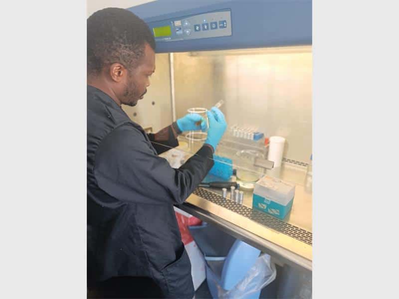 In a breakthrough study, University of Johannesburg scientists have discovered powerful anticancer and antibacterial properties in the woolly nightshade—a common invasive plant—offering hope for new treatments against aggressive brain tumours and antibiotic-resistant infections.