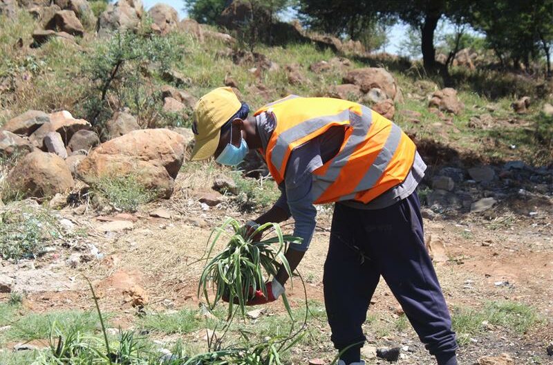 Soweto Tourism led a community clean-up and tree-planting campaign in White City to encourage residents to protect the environment.