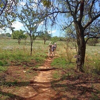 Explore Johannesburg’s best parks and reserves for family picnics, peaceful walks and scenic day trips this festive season.