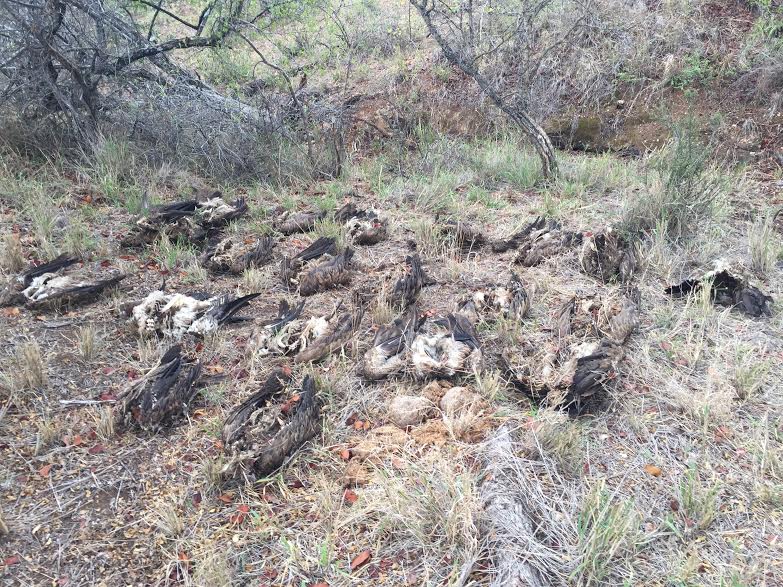 Vultures killed for muti in Letaba Ranch | Letaba Herald